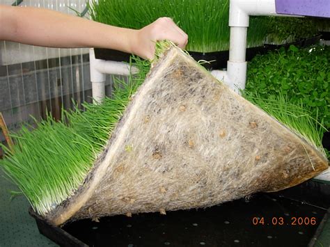 Sanas Blog Grow Your Own Wheatgrass