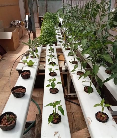 Inicia tu Hidroponía en Casa con Huerto Urbano Grow