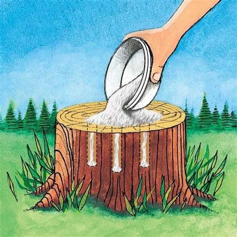 Comment Faire Pourrir Une Souche Darbre Rapidement Stump Removal