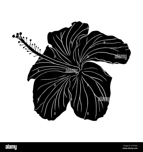 Tropical Hibiscus Flower Silhouette Chinese Rose Flower Hand Drawn