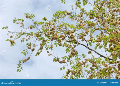 Flowers of Elms, Karagach. Elm Tree, Fruits Stock Image - Image of flower, laevis: 104569871