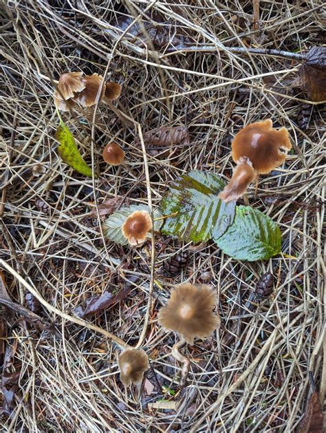 Common Gilled Mushrooms And Allies From Duvall Wa Usa On