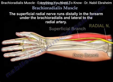 Anatomy of #Brachioradialis — OrthopaedicPrinciples.com