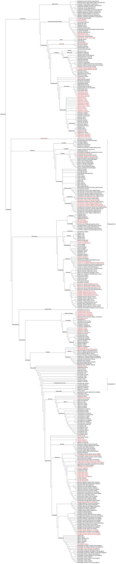 Diprotodontia Cladogram by PaleoNerd1905 on DeviantArt