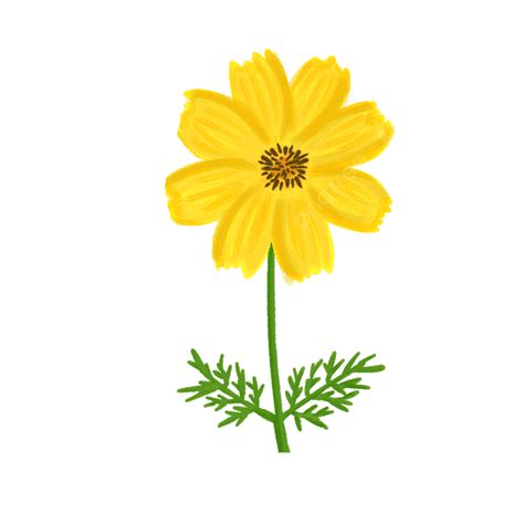 Yellow Flower Cosmos Yellow Flower Cosmos Flower Bunga Kenikir Png