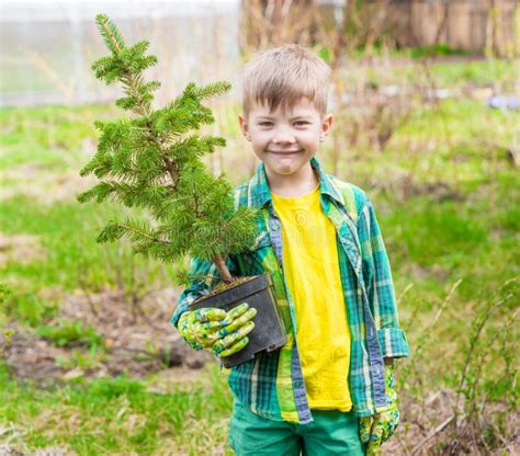 Gar On Tenant Une Jeune Plante D Arbre Dans Des Mains Image Stock