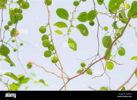 Jujube Leaf Hi Res Stock Photography And Images Alamy