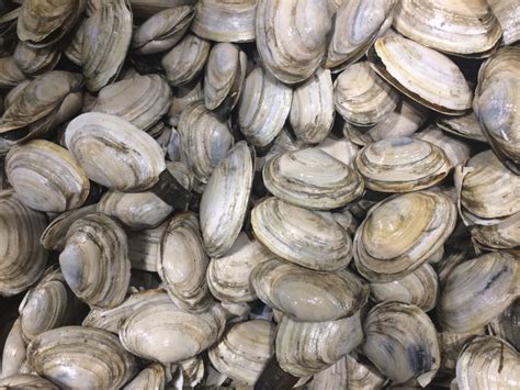 Threats A Challenge To Maines Soft Shelled Clams The Columbian