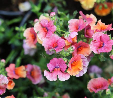 Nemesia Flower Edible Best Flower Site