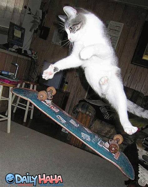 Skateboarding Cat