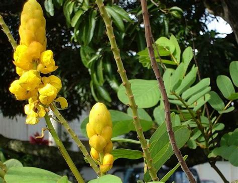 Akapulko Cassia Alata Strong Decocotion Of Leaves Planting Herbs Herbal Plants Plants