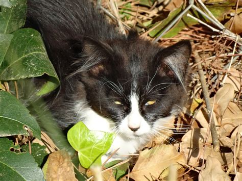 El Terrao Dos Urbanitas En El Campo Gatos