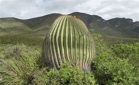 Biznaga El Universal Puebla