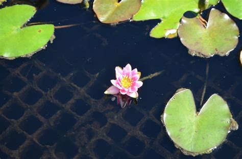 Nymphaea tetragona 'Joanne Pring' Waterlily | Garden Center Marketing