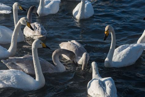 Hermosos Cisnes Chillones Blancos Hermosos Cisnes Chillones Blancos