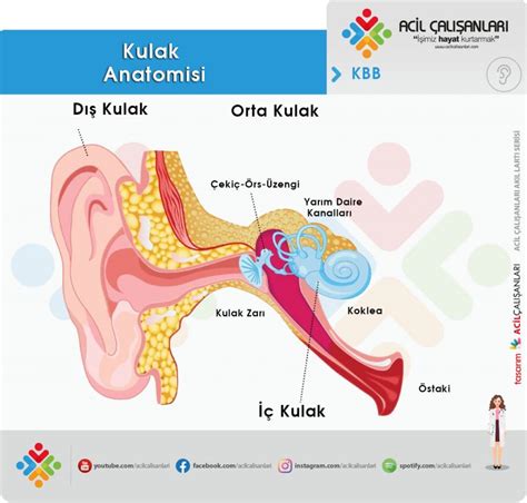 Akut Otitis Media Acil Al Anlar