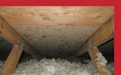 How To Remove Mold From Attic Plywood Pure Airways