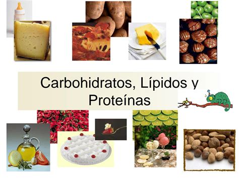 Solution Clase Carbohidratos Lipidos Y Proteinas Studypool The Best