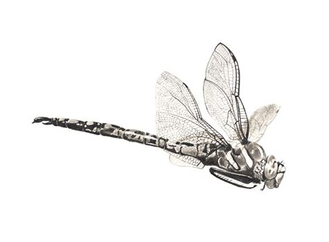 Dragonfly Pencil Sketch At Paintingvalley Explore Collection Of