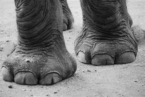 Elephant Feet Photograph by Megan Martens - Pixels