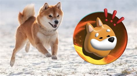 Shiba Inu ve BONK 1 Dolar Olacak Mı SHIB ve BONK Alternatifi Coinlerde