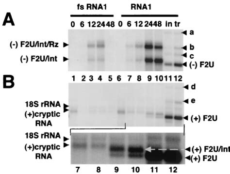 Northern Blot Analyses Of The Rna Products Of Polii Tran Scription And