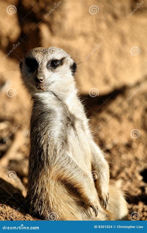 Meerkat Standing Up Stock Photo Image Of Suricata Desert 8301024