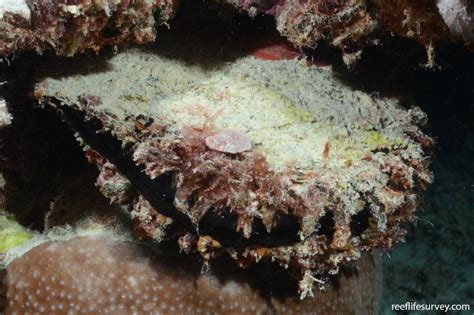 Pinctada Margaritifera Blacklip Pearl Oyster Reef Life Survey