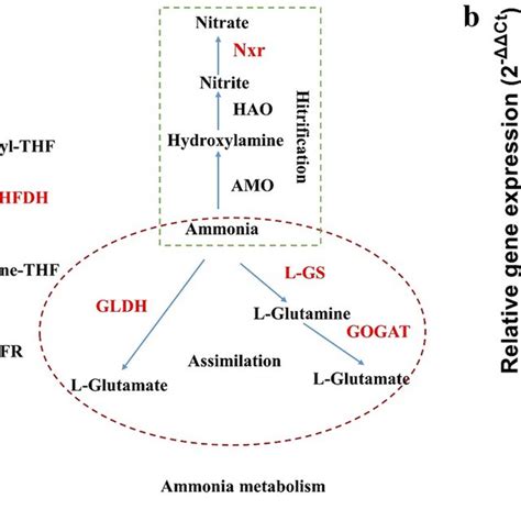 Key Steps In The Carbon And Nitrogen Metabolism A Pathways Of Formate