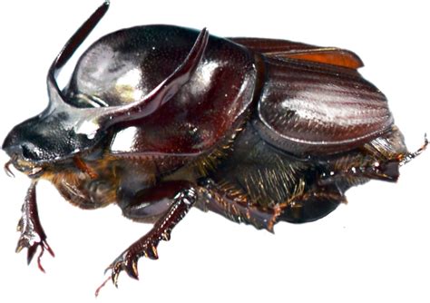 Dung Beetle Transparent Png Png Mart