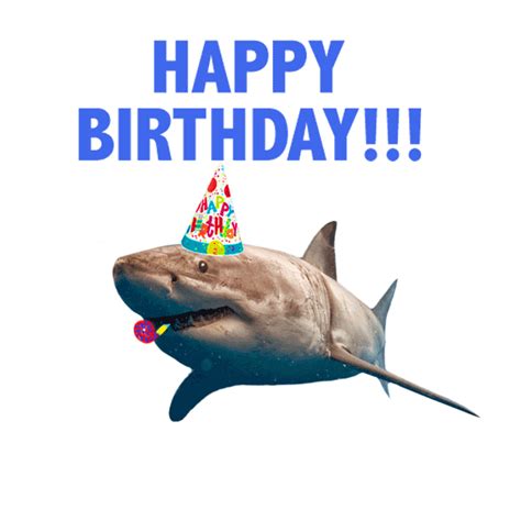 Happy Birthday Shark Meme