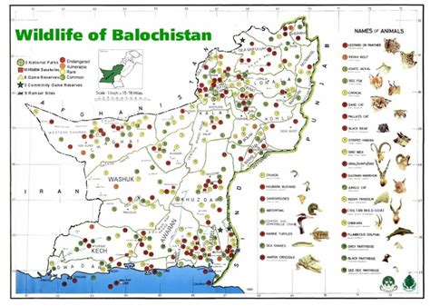 Wildlife Resources In Balochistan Forestrypedia