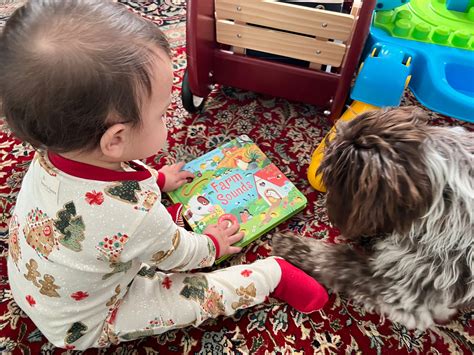 Portuguese Water Dog Puppies for Sale in West Hartford, Connecticut