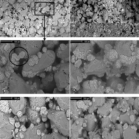 Esem Micrograph Of Silica Sand Cemented By Bacterial Calcium Carbonate