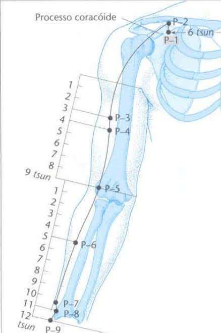 Atlas De Acupuntura Claudia Focks Acupuntura La Columna Vertebral