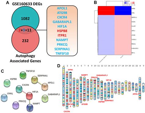 Integrative Analysis Links Autophagy To Intrauterine Adhesion And