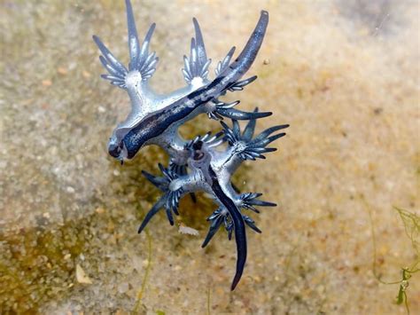 Blue Dragon Sea Slug Pictures - AZ Animals