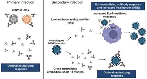 Implications Of Flaviviruses Immunity On Zikv Vaccine Encyclopedia Mdpi