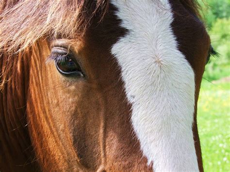 5 Clydesdale Horse Facts You Might Not Have Known