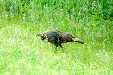 Colorado Wild Turkey Stock Photos Pictures And Royalty Free Images Istock