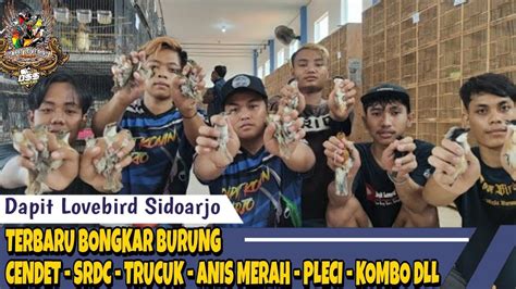 Terbaru Bongkar Burung Cendet Srdc Trucuk Anis Merah Pleci