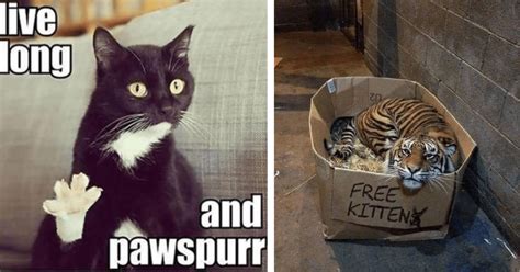 34 Cat Memes That Are Purr-fectly Hisss-terical (September 23, 2023 ...