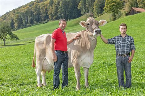 100 000kg Kühe aus der Zentralschweiz 2023 Vieh aus der Zentralschweiz