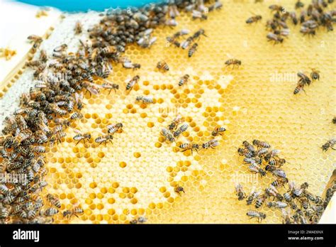 Bees On The Honeycomb Top View Honey Cell With Bees Apiculture