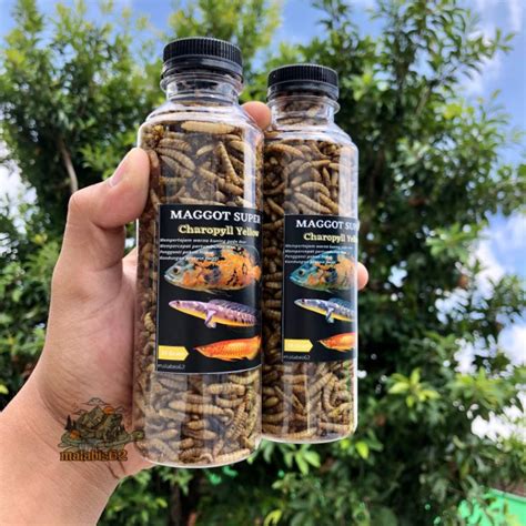 Jual Maggot Kering Super Yellow Pakan Ikan Predator Shopee Indonesia