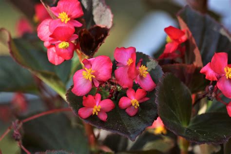 Pink Begonia Flowers Close-up Free Stock Photo - Public Domain Pictures