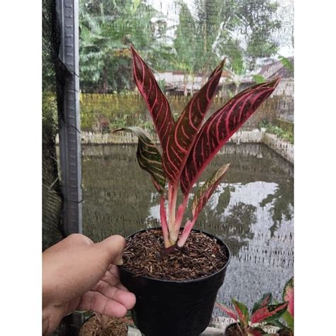 Jual Aglonema Red Sumatera Remaja Shopee Indonesia