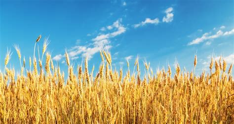 Premium Photo Golden Wheat Field Under A Blue Sky