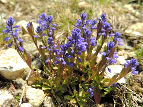 Tratament naturist cu planta amăreala Polygala amara BodyGeek