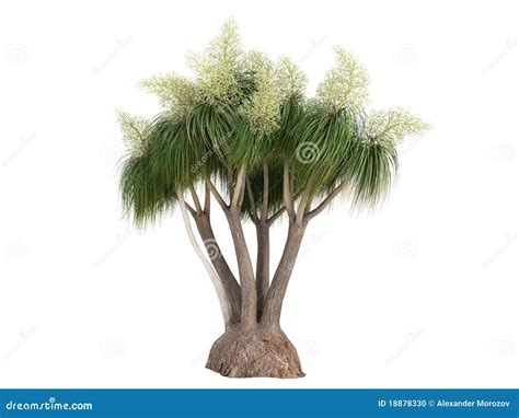 Ponytail Palm (Nolina Or Beauca Recurvata) Stock Photo - Image: 18878330